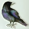 Raven sticker