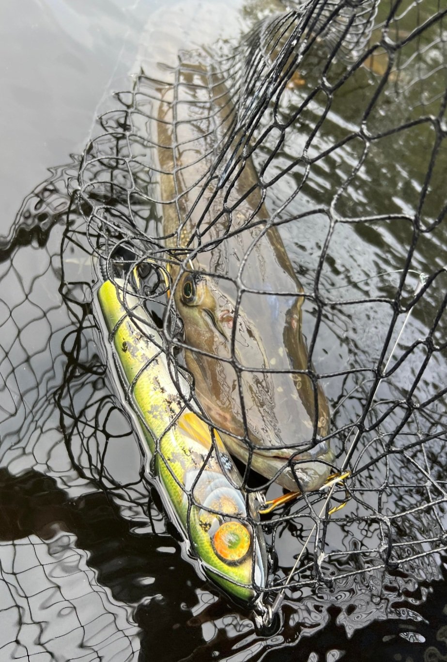8" BaGlider