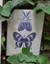 Temporary tattoo "Star butterfly and Tiger moth. Small"