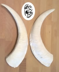 Image 2 of Replica Wide Goat Horns