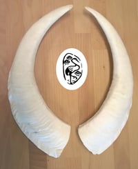 Image 3 of Replica Wide Goat Horns