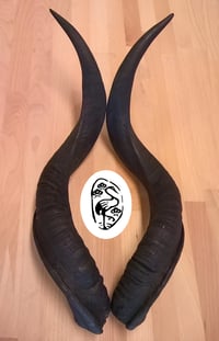 Image 1 of Replica Kudu Horns