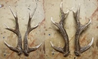 Image 4 of Replica Sika Deer Antlers