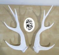 Image 5 of Replica Sika Deer Antlers