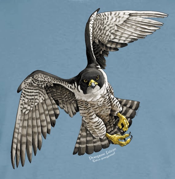 Peregrine store falcon shirt