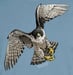 Image of Peregrine Falcon youth t-shirt