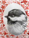 Poecile atricapillus – Black Capped Chickadee pencil drawing