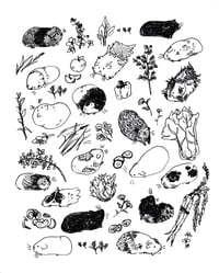 Guinea Pigs - Print