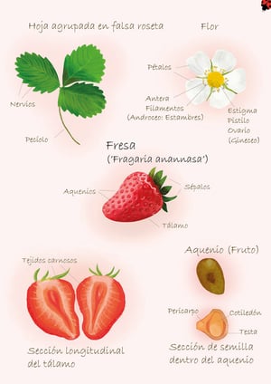 Láminas frutas 