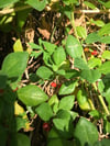 Tetragonia implexicoma - Bower Spinach
