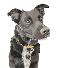 8x10 or 8x8 One Pet