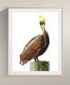 Brown Pelican on Pole