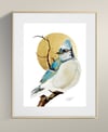 Blue Jay & Moon