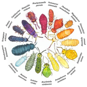 Collembola color wheel unisex