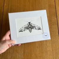 Image 4 of Various 10x8 B/W Moth Giclee Prints