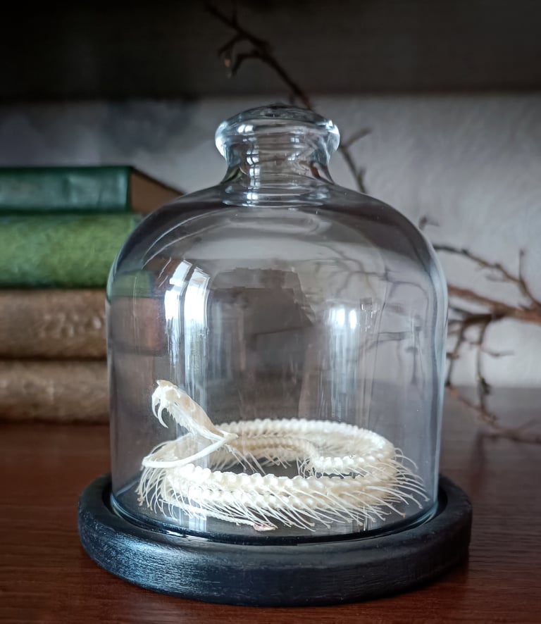 Viper skeleton in a dome Image 4