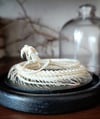 Viper skeleton in a dome