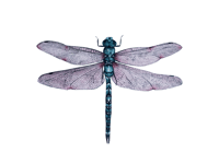 Image 4 of Dragonfly Watercolor Illustration PRINT 