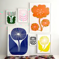 Image 2 of Cornflower