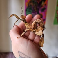 Image 1 of Spiny Leaf Insect (Extatosoma Tiaratum)