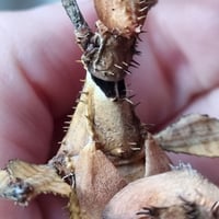 Image 3 of Spiny Leaf Insect (Extatosoma Tiaratum)