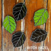 Leaves: Witch Hazel 