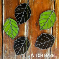 Image 4 of Leaves: Witch Hazel 