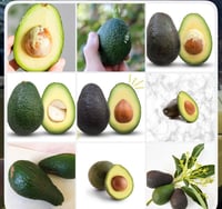 Image 2 of Avocado tree 