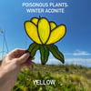 Poison Plants: Winter Aconite YELLOW & GOLD