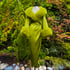 Olive "Cleo" Dressing Gown Image 2