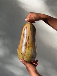 Image 4 of Butternut