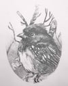 Pipilo maculatus – Spotted Towhee bird drawing
