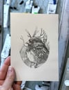Pipilo maculatus – Spotted Towhee bird drawing