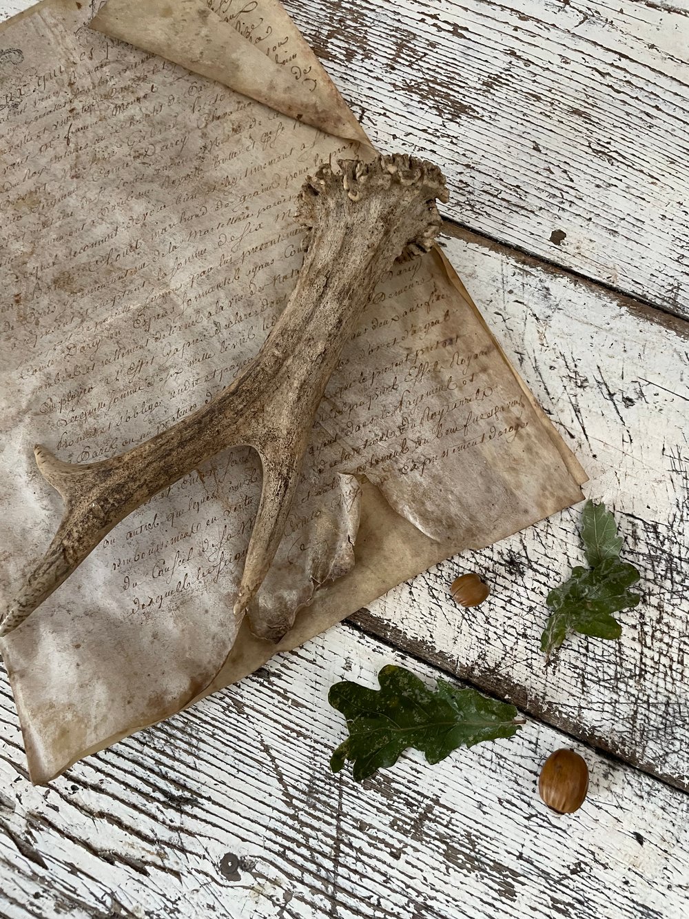 Image of Antler 