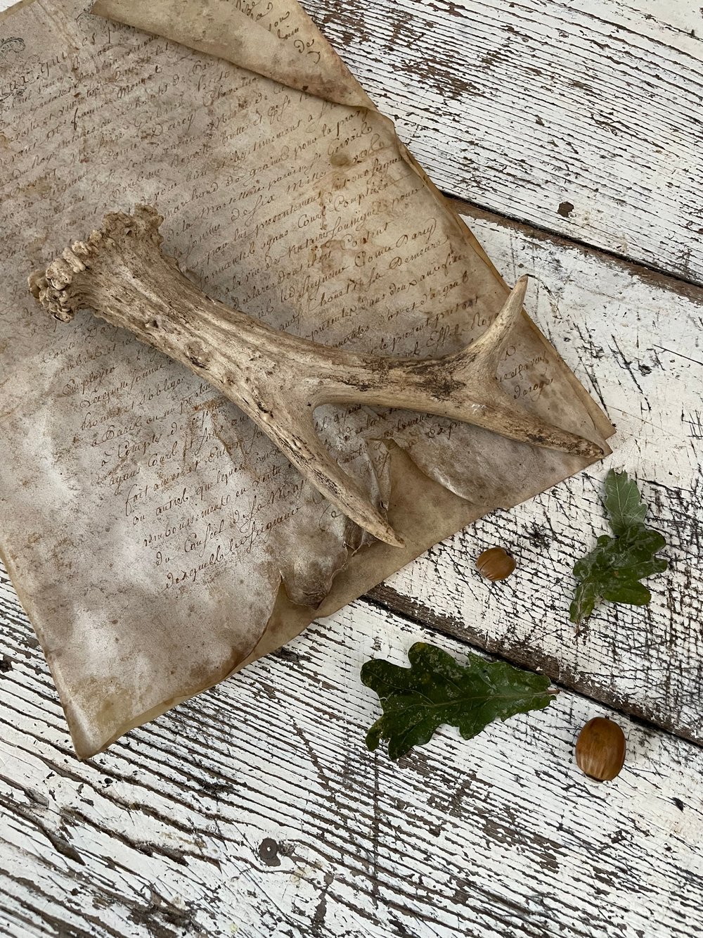 Image of Antler 