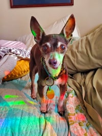 Image 2 of Scary Door Sun Catcher