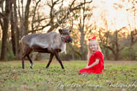 Image 3 of Santa & His Live Reindeer