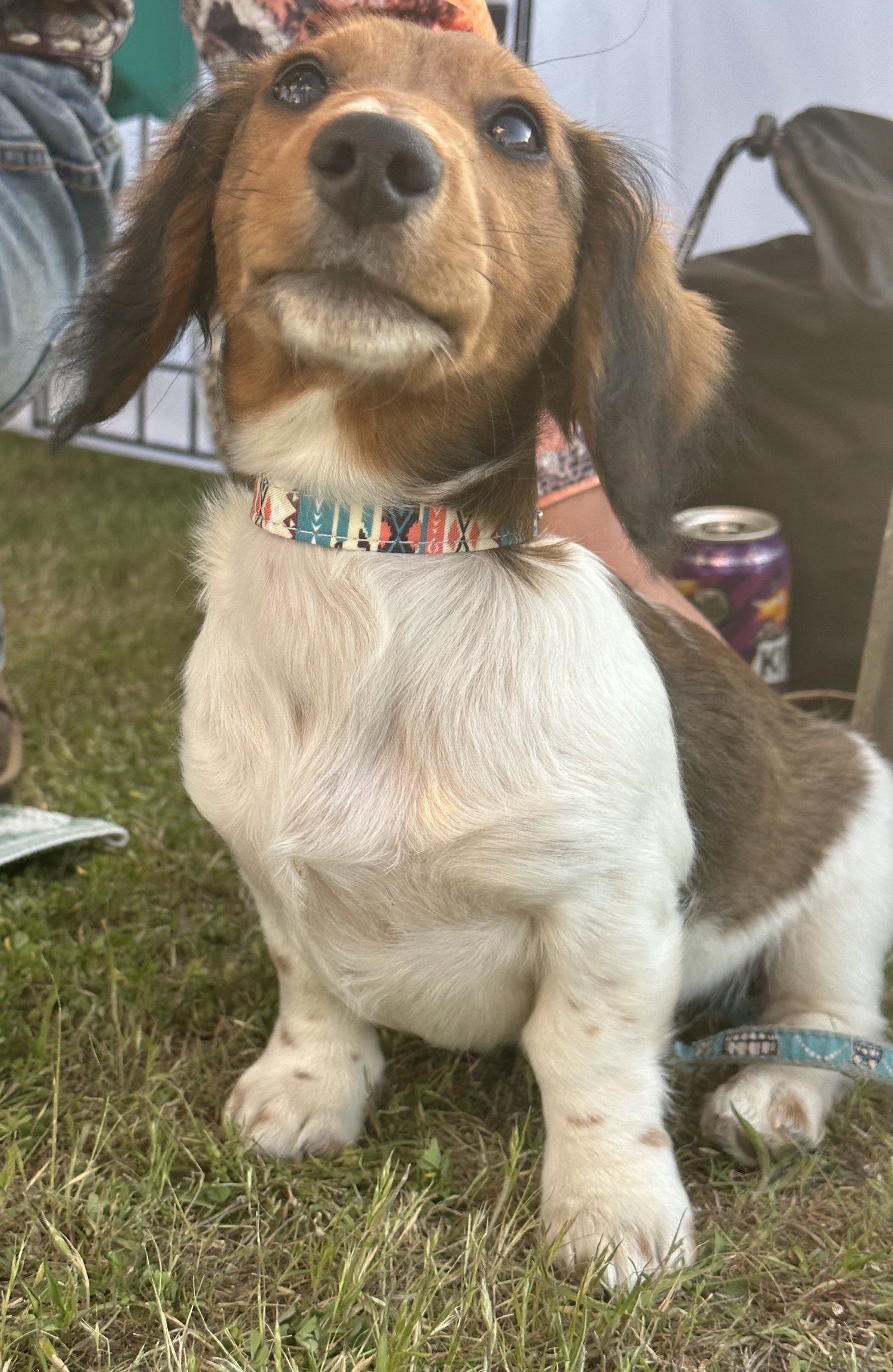 Image of Chloe Collar 