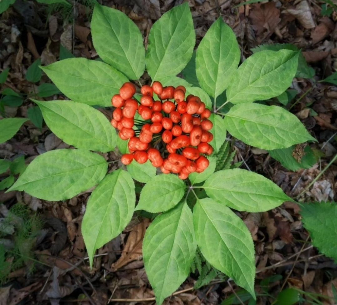Image of American Ginseng Tincture ~ 1 oz. ~ON SALE!
