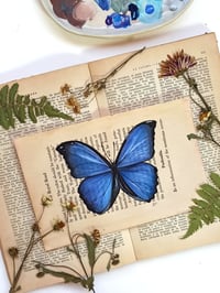 Image 1 of Life in Old Pages Insect n.18 Morpho Butterfly 