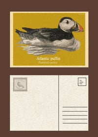 A6 Puffin Print, Postcard