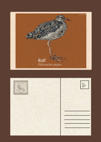 A6 Ruff Print, Postcard