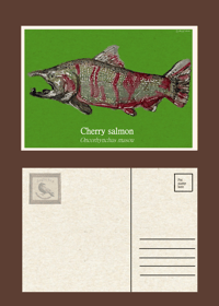 A6 Cherry Salmon Print, Postcard