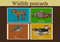 All 4 Postcards: Cherry Salmon, Thylacine, Ruff, Puffin Prints, Postcards
