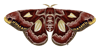 Ceanothus Silkmoth