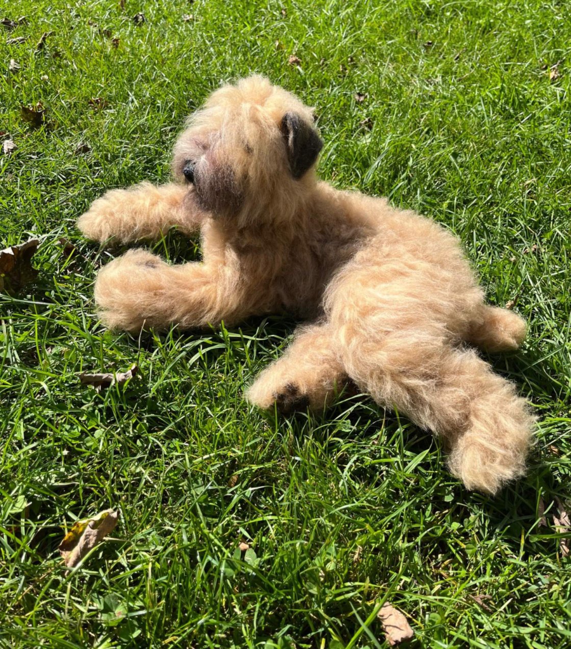 Image of 15" Fawn Bouvier