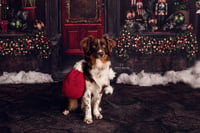 Image 2 of Christmas Mini Sessions 2023
