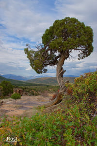 Image of Solitary Tree on Dragon Point Trail (0018)