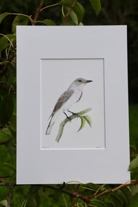 Image 2 of The Spotted Flycatcher