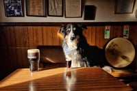Hair of the Dog 
